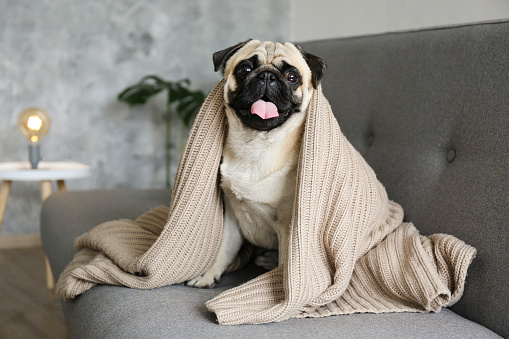 Funny dreamy pug with sad facial expression lying on the grey textile couch with blanket and cushion. Domestic pet at home. Purebred dog with wrinkled face. Close up, copy space, background.