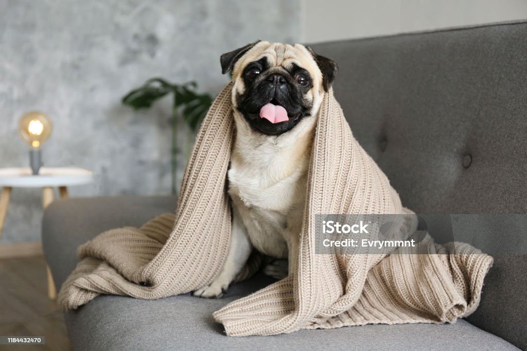 Purebred short haired dog with sad facial expression. Funny dreamy pug with sad facial expression lying on the grey textile couch with blanket and cushion. Domestic pet at home. Purebred dog with wrinkled face. Close up, copy space, background. Dog Stock Photo
