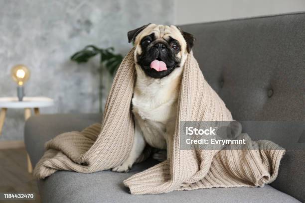 Purebred Short Haired Dog With Sad Facial Expression Stock Photo - Download Image Now