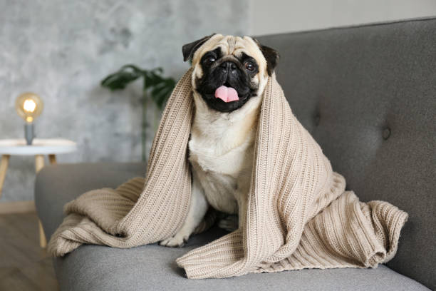 cão de cabelo curto puro-sangue com expressão facial triste. - pug - fotografias e filmes do acervo