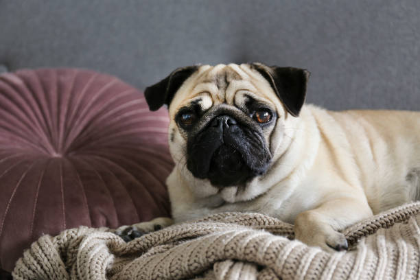 istock Purebred short haired dog with sad facial expression. 1184433005