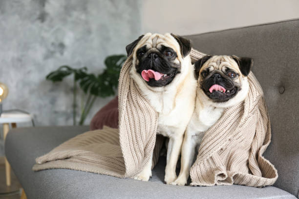 1,800+ Two Pugs Stock Photos, Pictures & Royalty-Free Images - iStock | Two peas in a pod, Golden retriever, Dalmatian