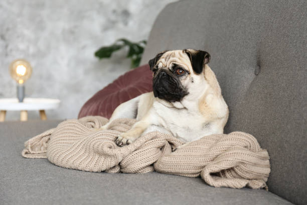 istock Purebred short haired dog with sad facial expression. 1184433010