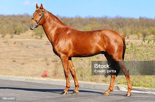 Esterno Del Cavallo Acetosa - Fotografie stock e altre immagini di Cavallo di razza Trakehner - Cavallo di razza Trakehner, Acetosa, Animale