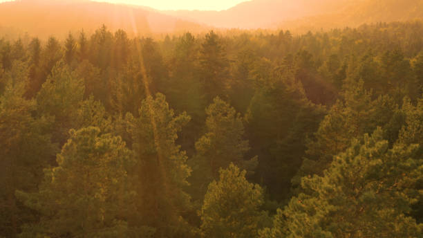 istock DRONE: Flying above the vast coniferous forest on an idyllic summer evening. 1184434116