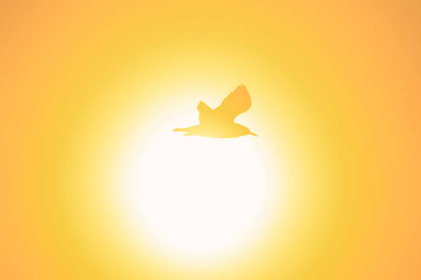 istock Silhouettes of seagulls 1184434199