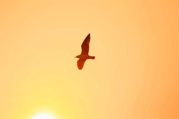 istock Silhouettes of seagulls 1184434340