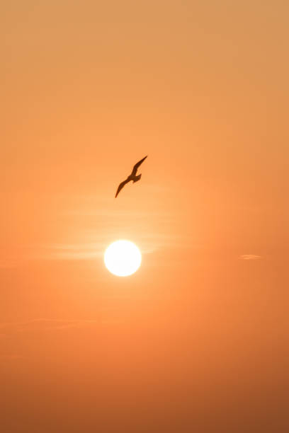 istock Silhouettes of seagulls flying 1184434449