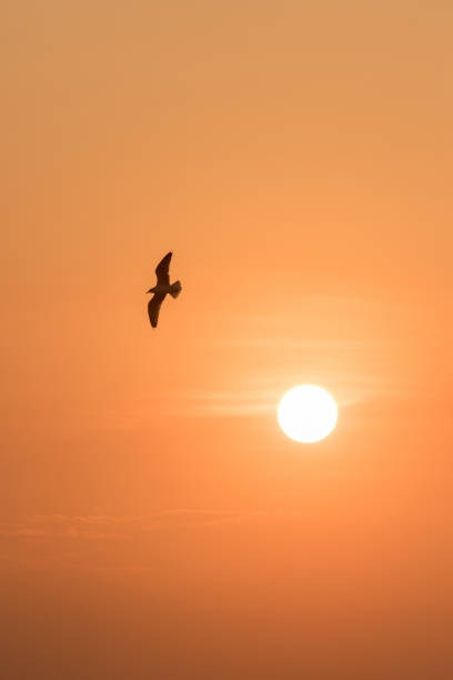 istock Silhouettes of seagulls flying 1184434537