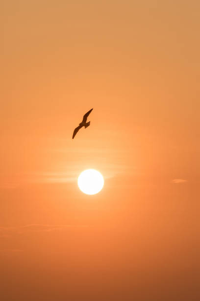 istock Silhouettes of seagulls flying 1184434544