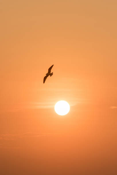 istock Silhouettes of seagulls flying 1184434586