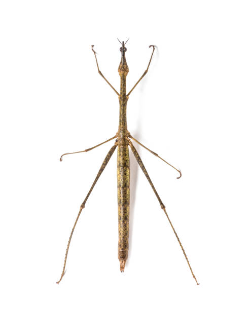 istock Horsehead Grasshopper, Pseudoproscopia scabra, in front on white background 1184436066
