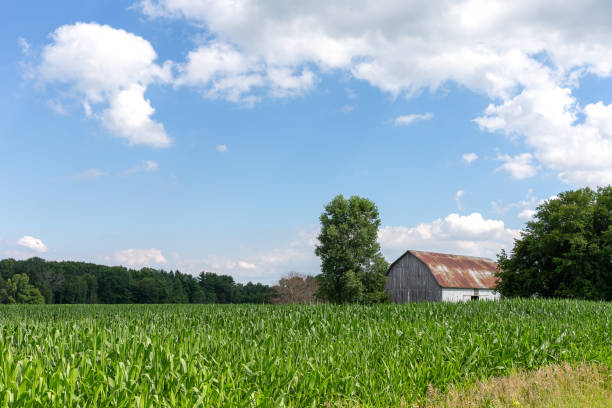 istock Rusty Barn Behind a Field of Corn 1184437714