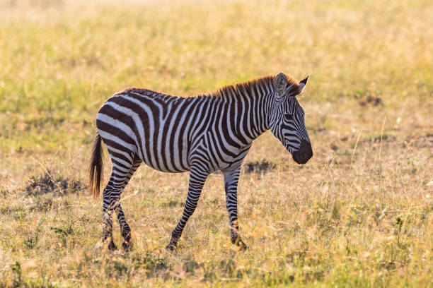 istock Zebra walking at the savanna 1184438429