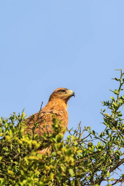 istock Tawny Eagle sitting in a treetop against blue sky 1184438456
