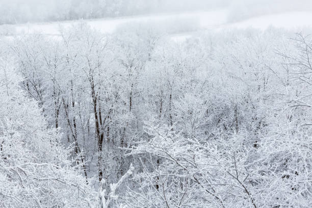 istock Deciduous forest with frost and snow 1184438542