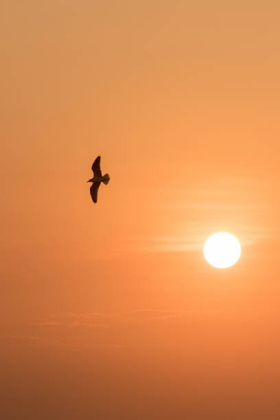 istock Silhouettes of seagulls flying 1184442106
