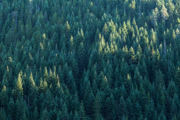 istock Endless fir tree forest on mountainside in the autumn. 1184443477