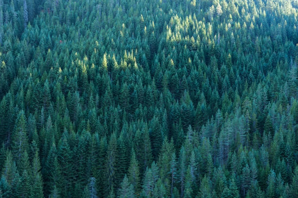 istock Endless fir tree forest on mountainside in the autumn.  Coniferous woods. 1184443489