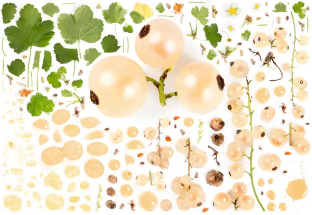Large collection of white currant fruit pieces, slices and leaves isolated on white background. Top view. Seamless abstract pattern.