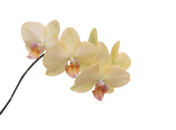 istock An orchid flower on a white background. 1184444732