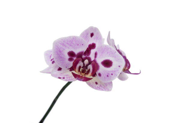istock An orchid flower on a white background. 1184444739