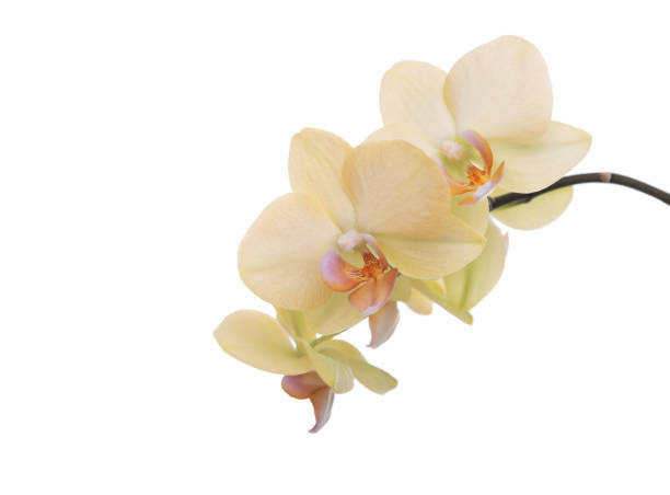 istock An orchid flower on a white background. 1184444741
