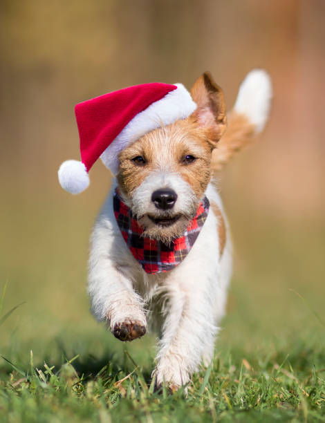 istock Running happy funny christmas santa dog 1184445580