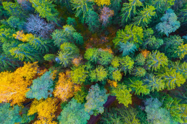 istock Spruce forest in autumn with yellow deciduous trees top aerial view. 1184446978