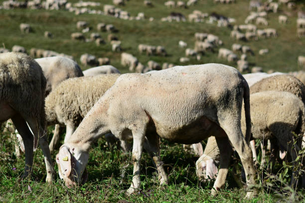 istock sheep grazing in the high mountains after transhumance 1184447023
