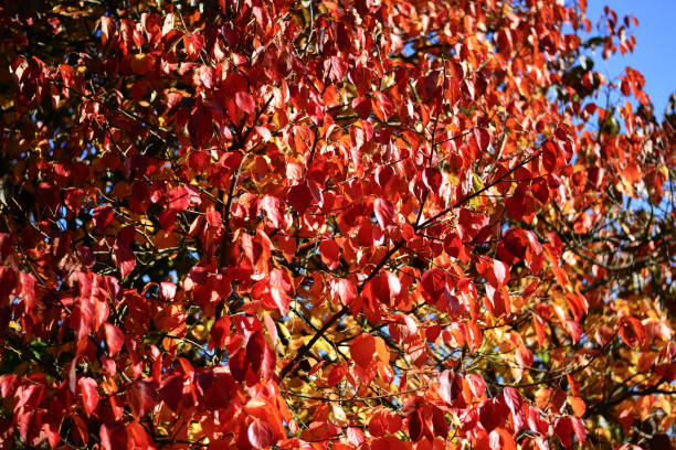 istock the leaves in autumn 1184447049