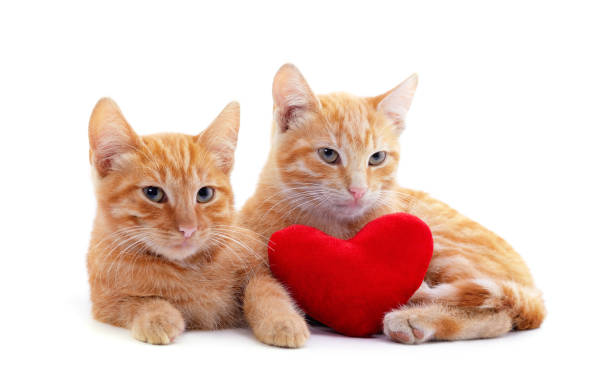 istock Two red kitten with a toy heart. 1184447329