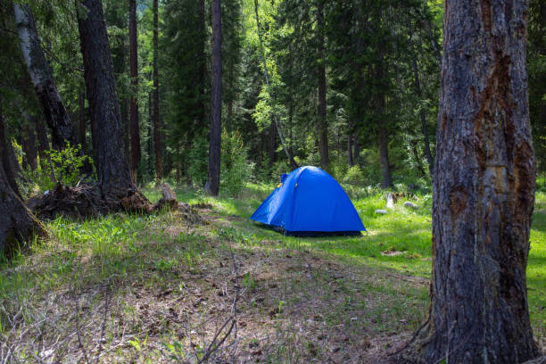 istock blue tent in the forest 1184447553