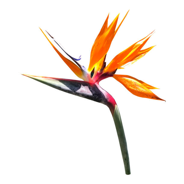 istock Exotic tropical flower of Strelitzia. 1184447606
