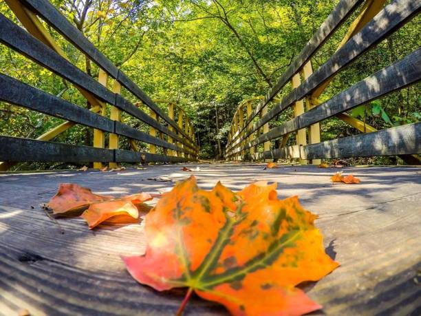 istock A leaf lying in a bride during the road trip 1184448733