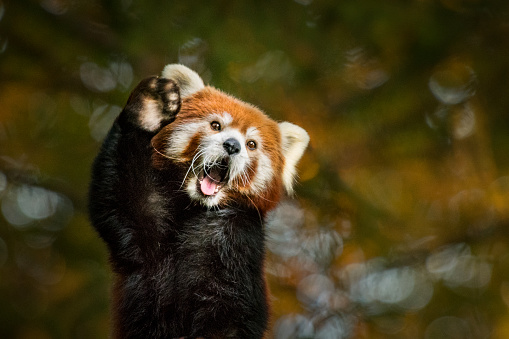 Red panda - Ailurus Fulgens - portrait. Cute animal resting lazy on a tree, useful for environment concepts.