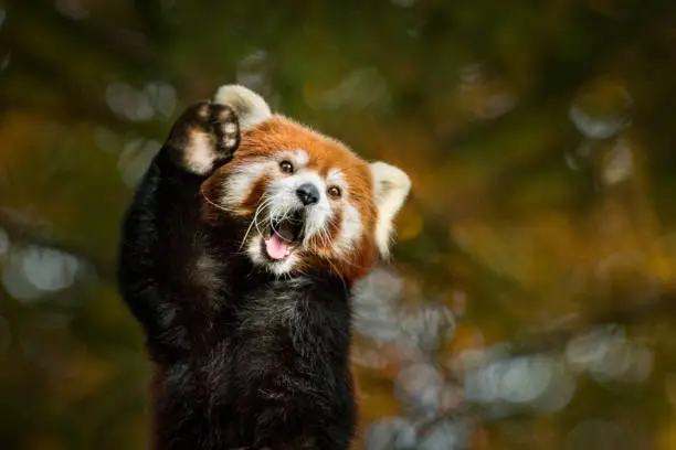 Photo of Red panda greeting with raised paw
