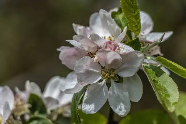 Close up of apple blossom in spring