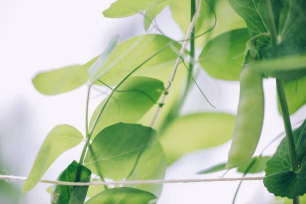 istock Snow Peas Climbing In The Garden 1184449941