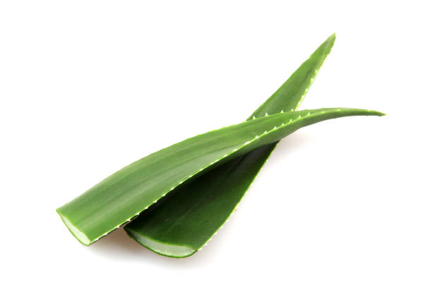 Aloe Vera Leaf Aloe Vera Leaf On White Background medicine and science drop close up studio shot stock pictures, royalty-free photos & images