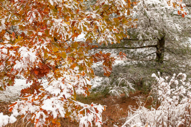 Photo of Snow on colorful oak and pine leaves.
