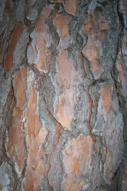 Tree bark for background. Fragment of tree trunk.