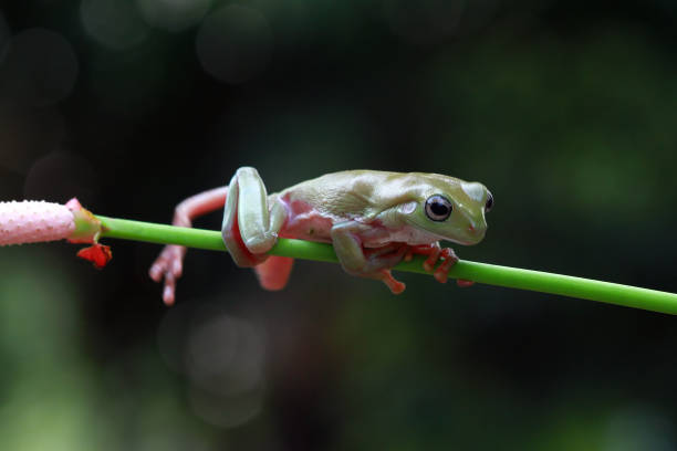 istock Tree frog on branch, beatiful papua dumpy frog, asia tree frog 1184451948
