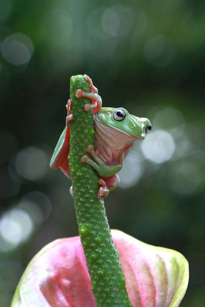 Tree frog on branch, beatiful papua dumpy frog, asia tree frog stock photo