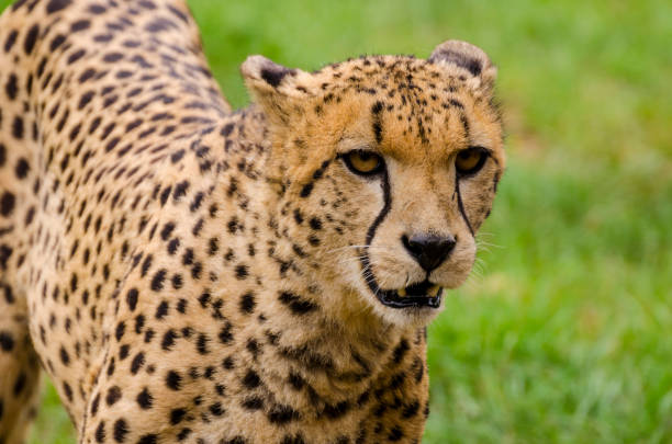 istock Beautiful Cheetah on Grass Green 1184452334