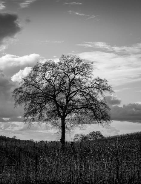 istock Black and White Photography Oak Tree In Vineyard Landscape 1184453286