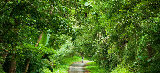 istock A cyclist man riding on a forest road. 1184453463