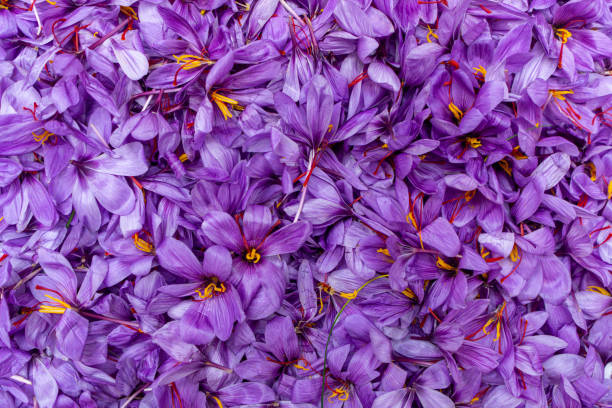 istock Harvest Flowers of saffron after collection. 1184453486