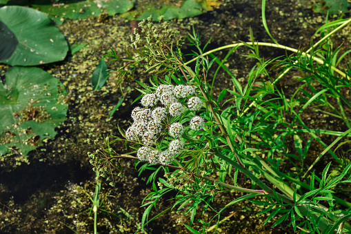 marsh cicuta close-up, herb milestone, herbaceous marsh plant