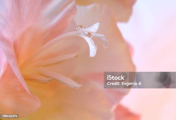 Foto de Gladíolo Macro Derosa e mais fotos de stock de Botânica - Assunto - Botânica - Assunto, Branco, Cabeça da flor